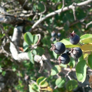 Photographie n°24444 du taxon Amelanchier ovalis Medik. [1793]