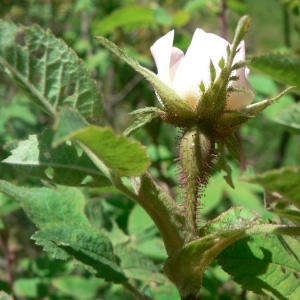 Photographie n°24447 du taxon Rosa tomentosa Sm. [1800]