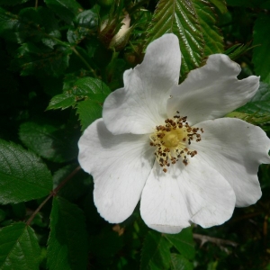 Rosa schmalhauseniana Chrshan. (Églantier de Déséglise)