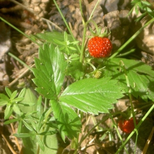 Photographie n°24460 du taxon Fragaria vesca L. [1753]