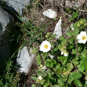 Photographie n°24461 du taxon Potentilla rupestris L. [1753]