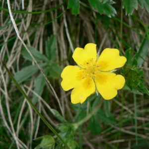 Photographie n°24462 du taxon Potentilla aurea L. [1756]