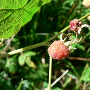 Photographie n°24463 du taxon Rubus idaeus L. [1753]