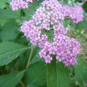 Photographie n°24464 du taxon Spiraea japonica L.f. [1782]