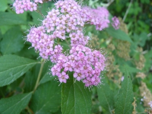 Mathieu MENAND, le 20 juillet 2010 (Ger)