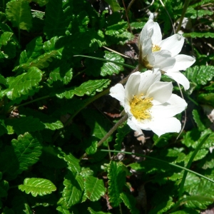 Photographie n°24472 du taxon Dryas octopetala L. [1753]