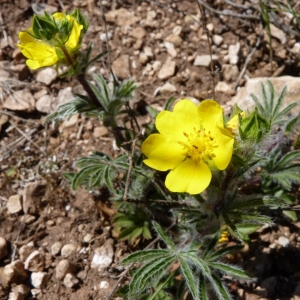 Photographie n°24476 du taxon Potentilla hirta L. [1753]