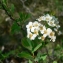  Mathieu MENAND - Spiraea hypericifolia subsp. obovata (Waldst. & Kit. ex Willd.) H.Huber [1964]