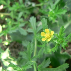 Photographie n°24481 du taxon Potentilla supina L. [1753]