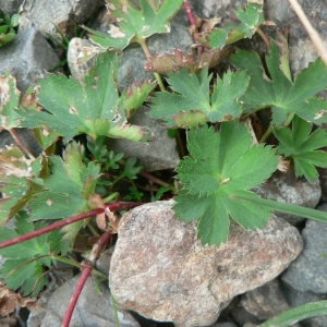 Photographie n°24482 du taxon Alchemilla fissa Günther & Schummel [1819]