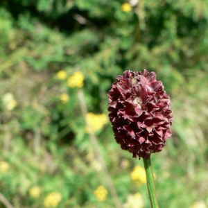 Photographie n°24486 du taxon Sanguisorba officinalis L. [1753]