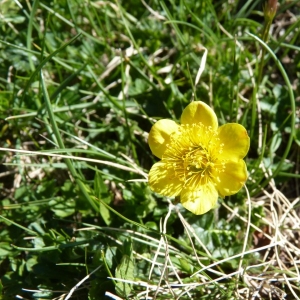 Photographie n°24492 du taxon Geum montanum L. [1753]