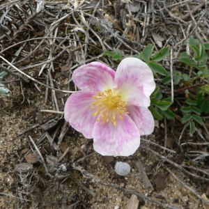 Photographie n°24493 du taxon Rosa pimpinellifolia L. [1759]