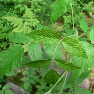 Photographie n°24505 du taxon Rubus idaeus L. [1753]