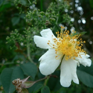 Photographie n°24509 du taxon Rosa sempervirens L. [1753]