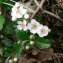  Mathieu MENAND - Crataegus laevigata (Poir.) DC. [1825]