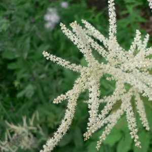 Photographie n°24513 du taxon Aruncus dioicus (Walter) Fernald [1939]