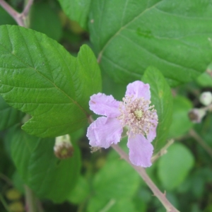 Photographie n°24515 du taxon Rubus ulmifolius Schott [1818]