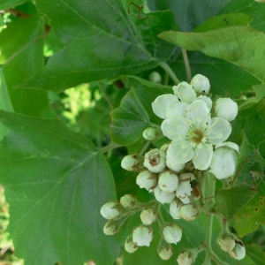 Photographie n°24518 du taxon Sorbus torminalis (L.) Crantz [1763]