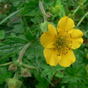 Photographie n°24521 du taxon Geum pyrenaicum Mill. [1768]