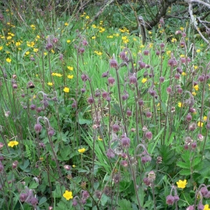 Photographie n°24526 du taxon Geum rivale L. [1753]