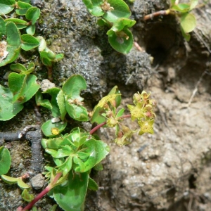 Photographie n°24546 du taxon Alchemilla pentaphyllea L. [1753]