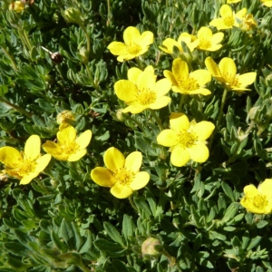 Photographie n°24563 du taxon Potentilla fruticosa L. [1753]