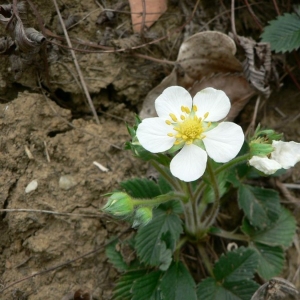 Photographie n°24565 du taxon Fragaria viridis Weston [1771]