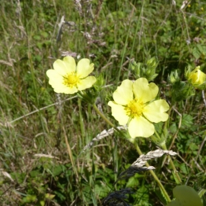 Photographie n°24570 du taxon Potentilla recta L. [1753]