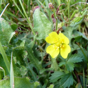 Potentilla anglica Laichard. (Potentille d'Angleterre)