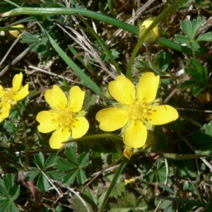 Photographie n°24592 du taxon Potentilla neumanniana Rchb. [1832]