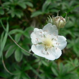 Photographie n°24593 du taxon Potentilla alchemilloides Lapeyr. [1782]