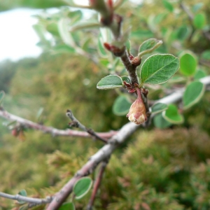 Photographie n°24594 du taxon Cotoneaster integerrimus Medik. [1793]