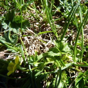 Photographie n°24601 du taxon Potentilla brauneana Hoppe [1804]