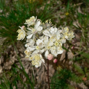 Photographie n°24613 du taxon Filipendula vulgaris Moench [1794]