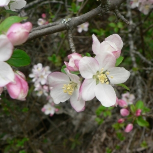 Photographie n°24617 du taxon Malus sylvestris Mill. [1768]