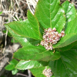 Photographie n°24621 du taxon Sorbus chamaemespilus (L.) Crantz [1763]