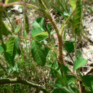 Photographie n°24622 du taxon Rosa gallica L. [1753]