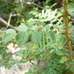 Photographie n°24625 du taxon Rosa pimpinellifolia L. [1759]