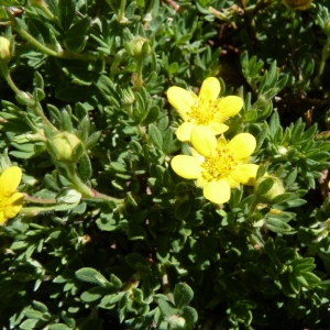 Photographie n°24626 du taxon Potentilla fruticosa L. [1753]