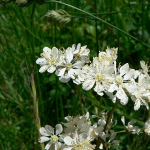 Photographie n°24633 du taxon Filipendula vulgaris Moench [1794]