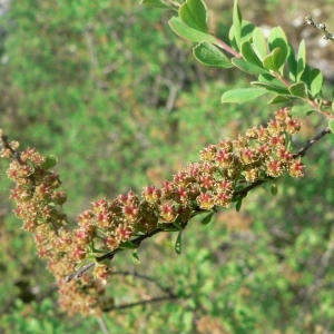 Spiraea flabellata Bertol. ex Guss. (Spirée d'Espagne)