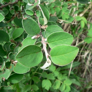 Photographie n°24635 du taxon Cotoneaster integerrimus Medik. [1793]