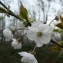  Mathieu MENAND - Prunus avium (L.) L. [1755]