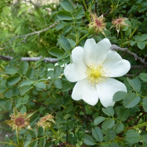 Photographie n°24637 du taxon Rosa pimpinellifolia L. [1759]