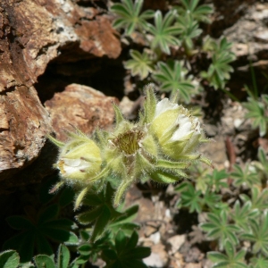 Photographie n°24639 du taxon Potentilla nivalis Lapeyr. [1782]