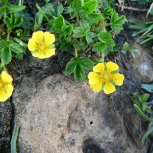  - Potentilla brauneana Hoppe [1804]