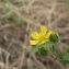  Mathieu MENAND - Potentilla argentea L. [1753]