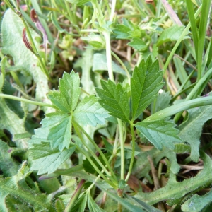  - Potentilla anglica Laichard. [1790]