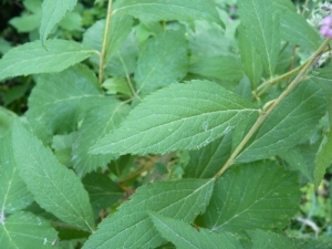 Mathieu MENAND, le 20 juillet 2010 (Ger)